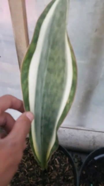 tanan hias sansevieria masoinana variegata putih #shortsvideo #shortsvideo #shortsfeed #shorts смотреть онлайн