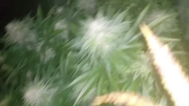 Apollo 11, Apollo 13, Citrus, and cookies. смотреть онлайн