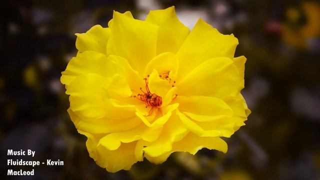 Flower Collection Relaxation | تجميعة زهور للاسترخاء смотреть онлайн