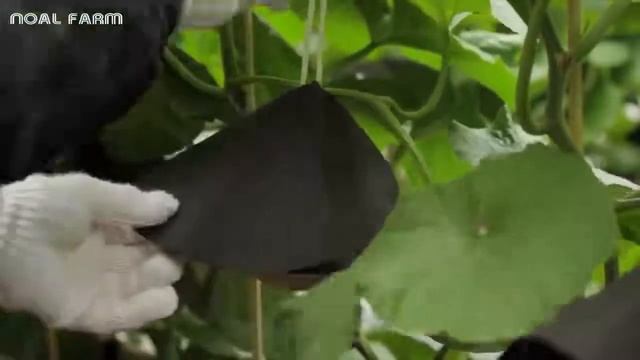 World's Most Expensive Melon - Amazing Japan Agriculture Technology Farm смотреть онлайн