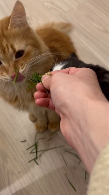 Не ешь жирного смотреть онлайн