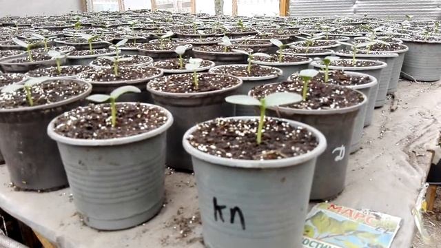 посадка огурцов и помидоров смотреть онлайн