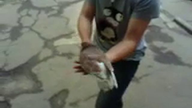 Голубь 3 смотреть онлайн