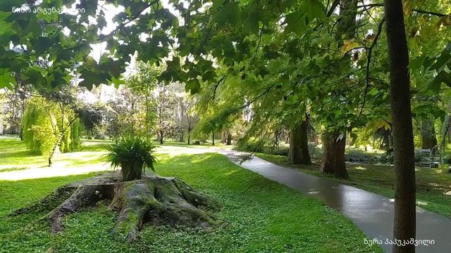 გურია. წვერმაღალას პარკი. Guria. Tsvermaghala Park. Гурия. Парк Цвермагала.18.10.2022 смотреть онлайн