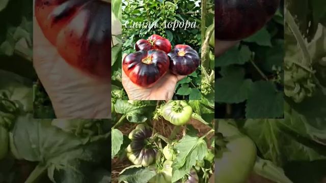 Суперсорта томатов. Экзотоматы ЖЖЕНЫЙ САХАР и СИНЯЯ АВРОРА.Сорт Брусиловский смотреть онлайн