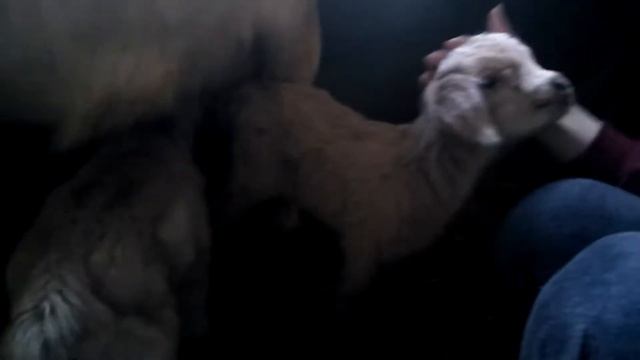 VLOG Пополнение / У родителей / Красивый закат смотреть онлайн