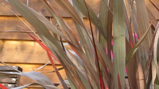 Phormium tenax Purpureum смотреть онлайн