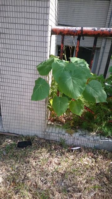Macaranga tanarius Japaneese Mallotus 野　桐 大葉 觀葉植物 Taipei Street Tree 樟樹 camphor tree MOV 0730 смотреть онлайн