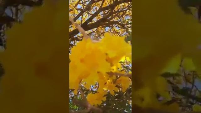 banho de axé com a flor de ipê para abrir os caminhos financeiros смотреть онлайн