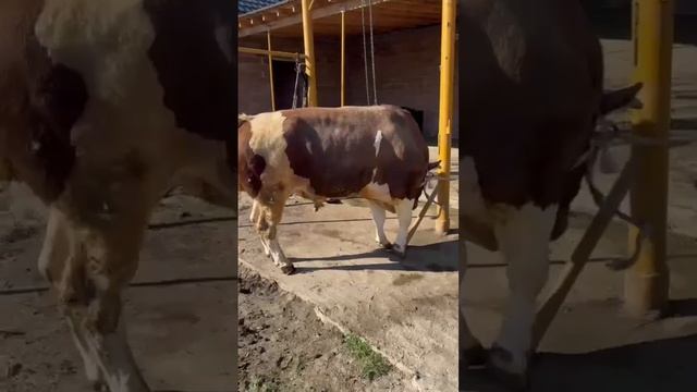 ОТКОРМ БЫЧКОВ #откорм_бычков #откормкрс #откормбыков #откорм_быка_на_мясо #откорм_телят #откорм_бык смотреть онлайн