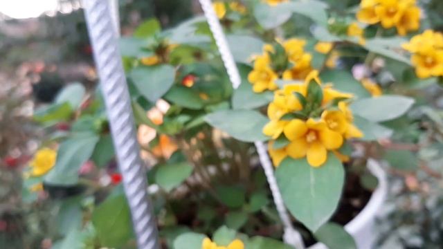 Cuidados de la Lysimachia congestiflora / Botón de Oro / Lisimaquia / Monedita de flor amarilla смотреть онлайн