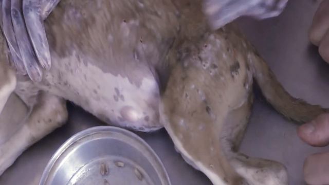 Kevin M. Danner !! Found A Happy Puppy, Starring Mango Worms And Fatou And Make Puppy Happy #33