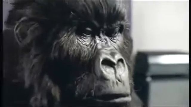 Смішна реклама з горилою!!! смотреть онлайн