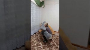 как нужно пользоваться кочергой