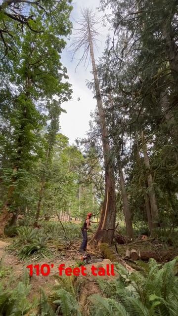 Big ol dead cedar смотреть онлайн
