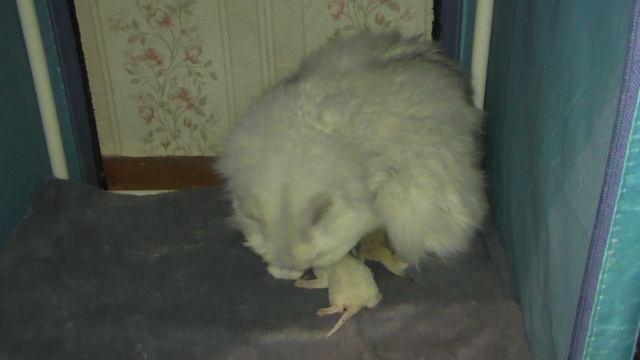 Котята дерутся за мамкино молоко смотреть онлайн