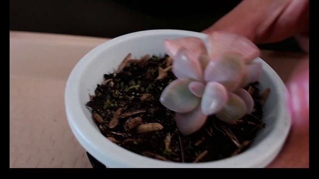 Graptoveria Mrs Richards Variegada