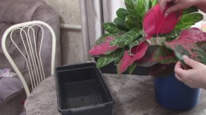 Спасаю аглаонемы. Часть  2.