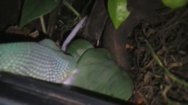 Bothriechis lateralis feeding смотреть онлайн