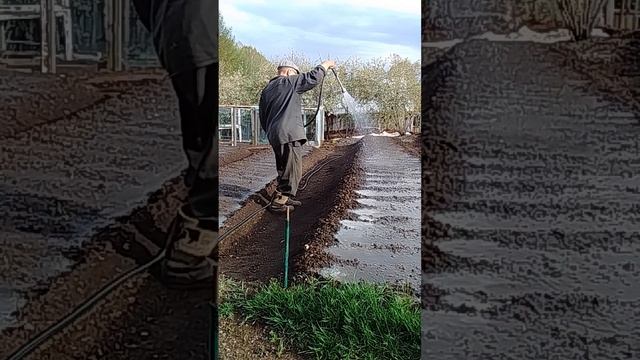 Поливаю грядки после снегопада и заморозков, лук проклюнулся, а остальные ещё нет. смотреть онлайн