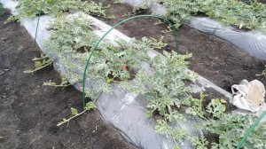 Выращивание арбузов на Урале от А до Я.