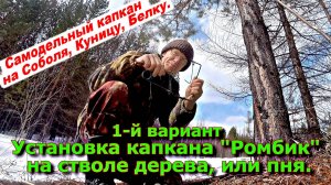 1-й вариант Установка капкана Ромбик на стволе дерева или пеньке.