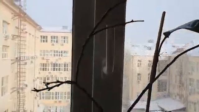Спасение лимона. Посоветуйте что делать? смотреть онлайн