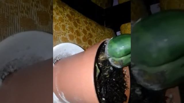 Інформація про лимон смотреть онлайн