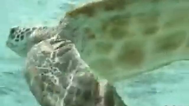 Shark Feeding Bora-Bora (part 1) смотреть онлайн