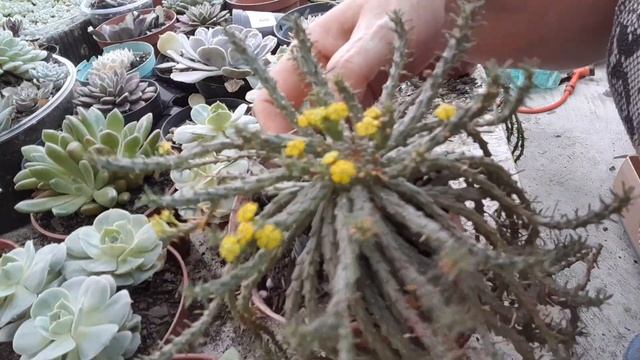 incrível, echeveria lola variegata no mercado 🛒 e baratissima! 😳😳😱😱 смотреть онлайн