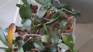 ХАЛЯВНЫЕ ОРХИДЕИ 🤔🤩 Откуда? #орхидеи #пересадкаорхидей