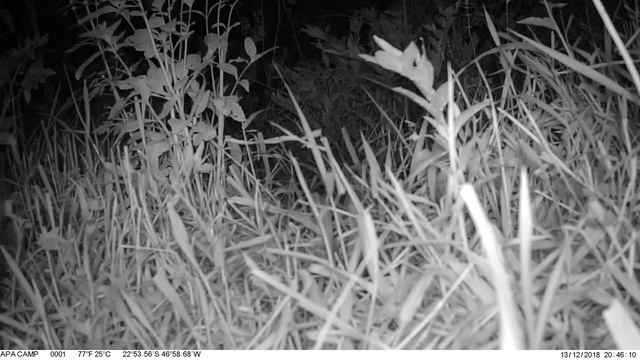 Kuool D40 4G Trail camera Night Vision Video смотреть онлайн