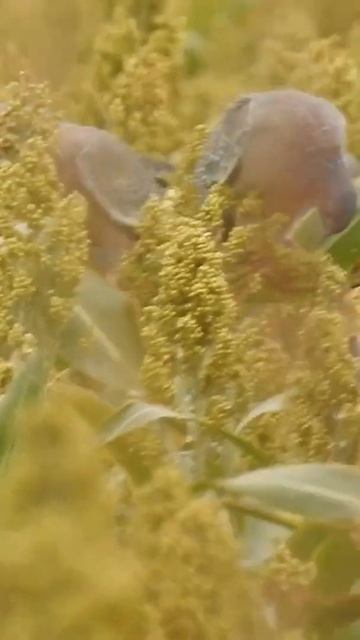 Bando asa branca no sorgo. #birds #aves смотреть онлайн