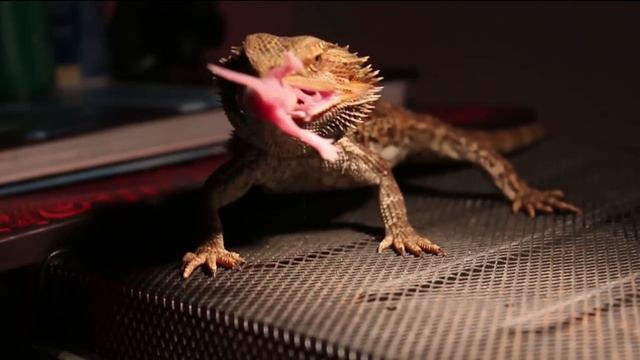 Dragón barbudo (Pogona vitticeps) смотреть онлайн