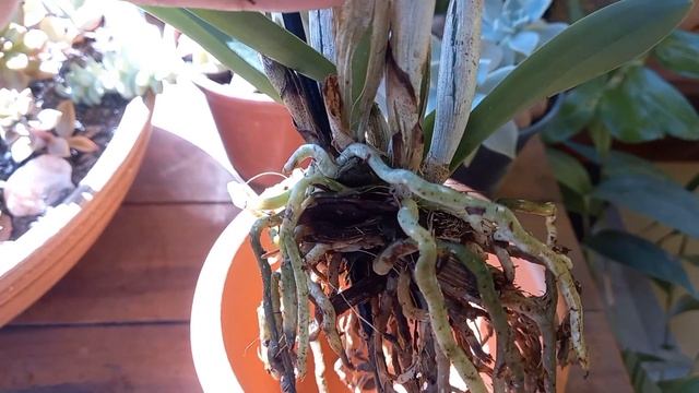 COMO PLANTAR ORQUÍDEA CATTLEYA PRIMEIRO AMOR em SUBSTRATO MIX COM PEDRA BRITA смотреть онлайн