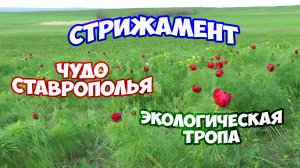 Экологическая тропа на горе Стрижамент в Ставрополе. Что посмотреть в окрестностях Ставрополя