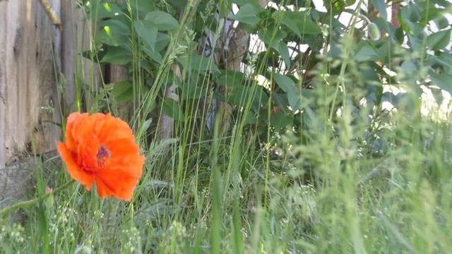 Как я выучила английский. смотреть онлайн