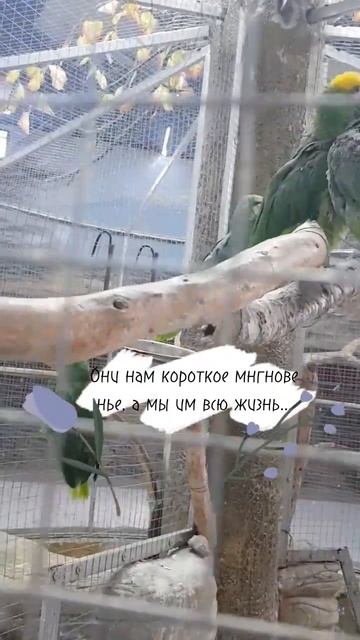 #parrots #неразлучники #попугаи #птицы #дети #shortsvideo #милота #птичка #parrot #birds смотреть онлайн