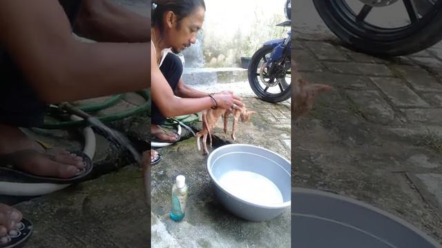 cara memandikan kucing(1) смотреть онлайн