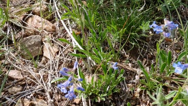 Lookout Mtn Native Plant Project Tour-June 2nd, 2020-Golden, Colorado смотреть онлайн
