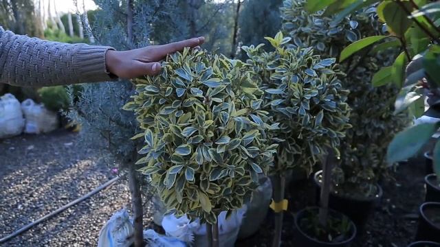 ШОШИЛИНЧ ВИДЕО ОЛЛОХ МУЖИЗАСИ 2021(Охунов тв) смотреть онлайн