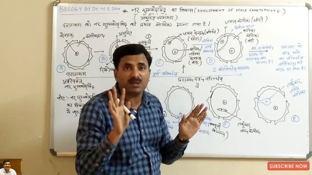 Development of Male Gametophyte (Sexual reproduction in flowering Plants) | Hindi Medium смотреть онлайн