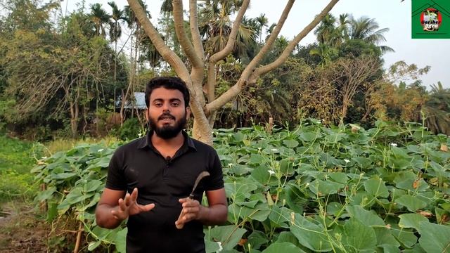 লাউ এর 1G/ 2G/ 3G কাটিং করার সঠিক নিয়ম || এই নিয়মে কাটিং করলে আপনার গাছের ফলন ৩০০% বেড়ে যাবে। смотреть онлайн