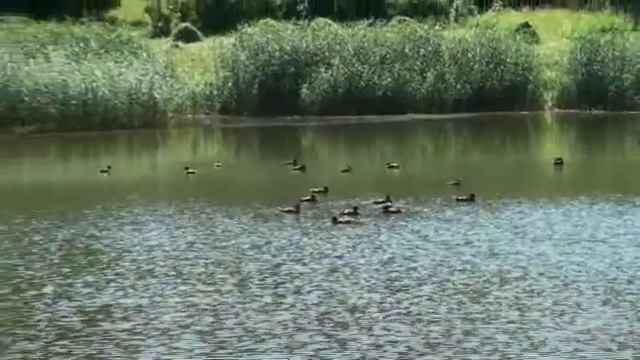 Утки Павловск1.wmv смотреть онлайн