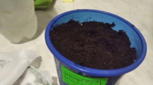 Моя идея как посадить настурция в кашпо.