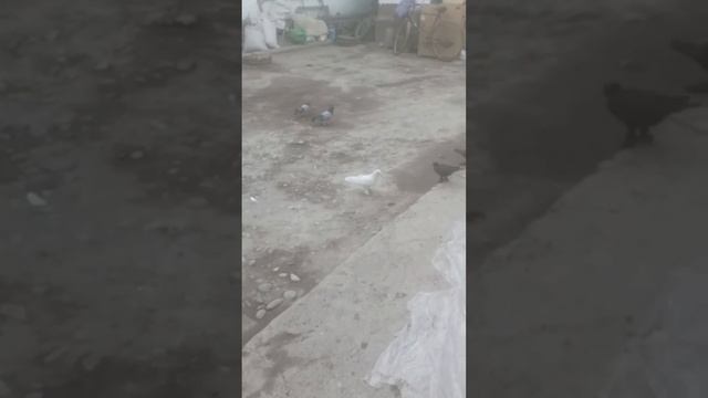 ок куштик мода 300 минг сум +99891 492 92 95 смотреть онлайн