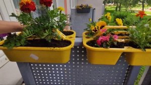 ПОСАДИЛА КАБАЧОК НА БАЛКОНЕ!!!🌱МОЙ ЭКСПЕРИМЕНТ🌿