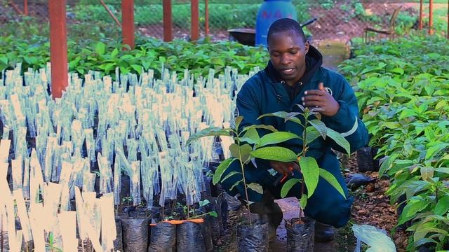 Avocado Nursery Management - NARO смотреть онлайн