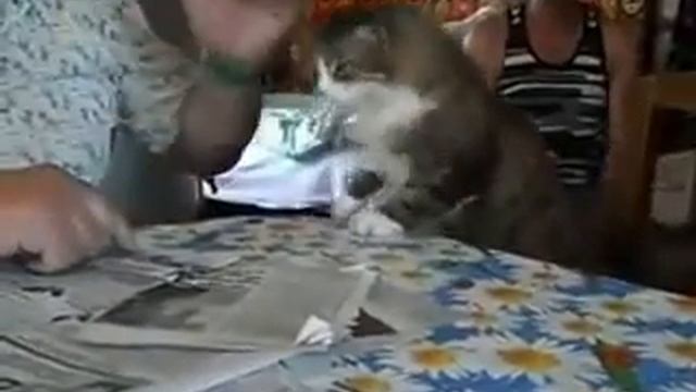Погладь кота смотреть онлайн