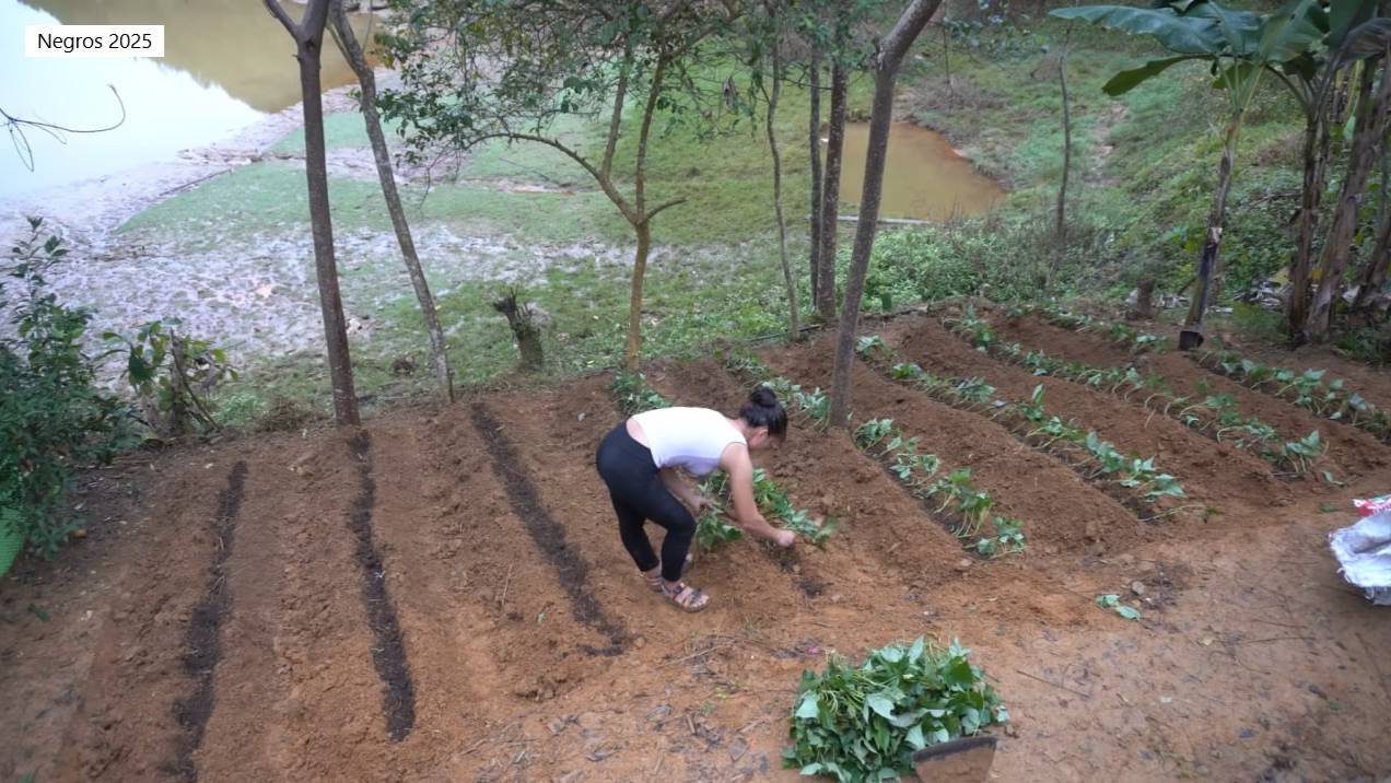 Дорис 8. Дорис сажает сладкий картофель смотреть онлайн